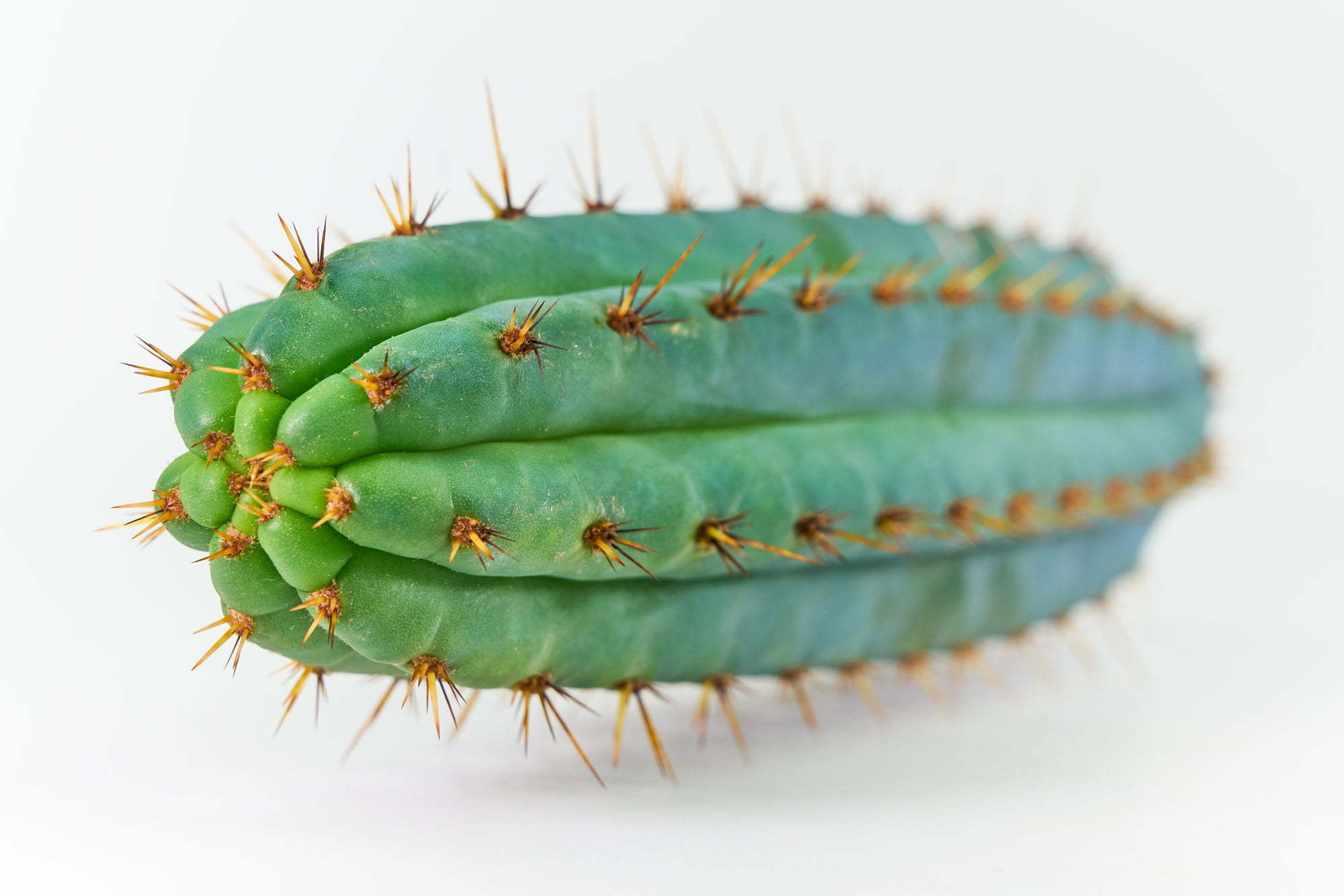 Blue Torch Trichocereus Macrogonu Peruvianus Kolletion 2020