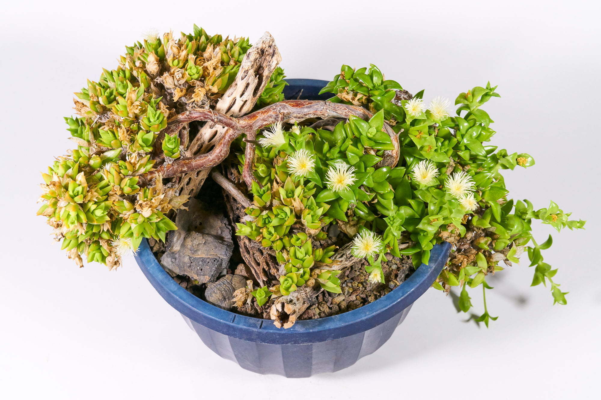 Kanna Sceletium Tortuosum Kolletion 2020