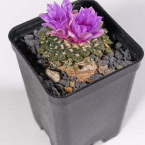 Ariocarpus kotschajeanbeanus sladovskii 02