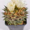 Ariocarpus trigonus hocarekii 01