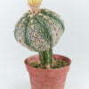 Astrophytum asterias 02