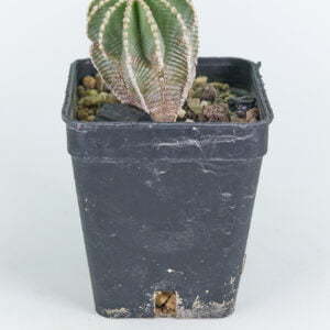 Aztekium hintonii 02