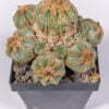 Aztekium ritterii 01