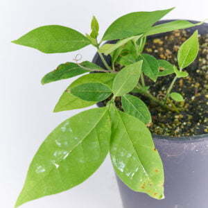 Banisteriopsis caapi 03