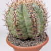 Echinocactus horizonthalonius 02
