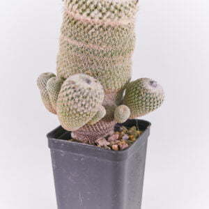 Ephithelantha greggii 02