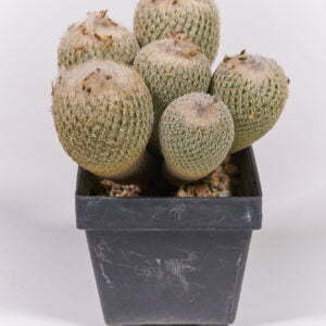 Ephithelantha micromeris 02