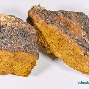 Inonotus obliquus 02