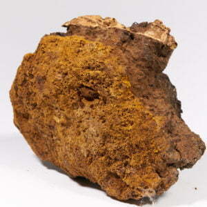 Inonotus obliquus 09