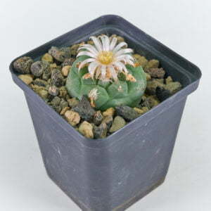 Lophophora koeresii San Francisco SLP diffusacomplex 03