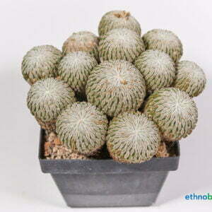 Pelecyphora asseliformis 01