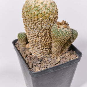 Pelecyphora asseliformis 05