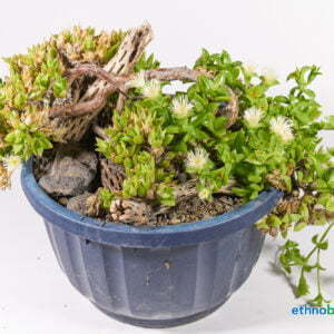 Sceletium tortuosum 03