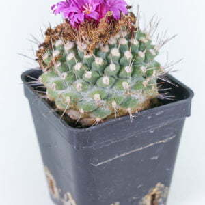 Strombocactus disciformis var pucherimus 02