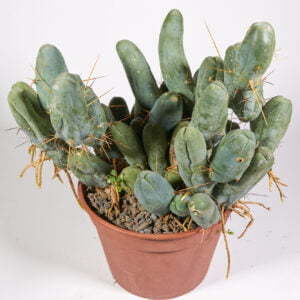 Trichocereus bridgesii var ovalis 02