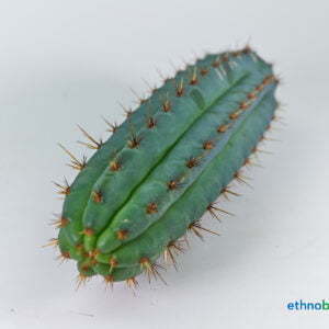 Trichocereus macrogonu peruvianus Blue Torch