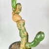 Trichocereus santaensis 01