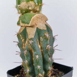 Trichocereus schickendantzii monstuosa 01