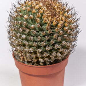 Turbinicarpus alonsoii crest Xichu SLP 01
