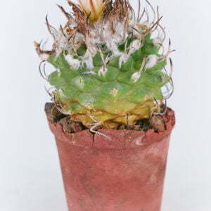 Turbinicarpus schmidianzkii 01