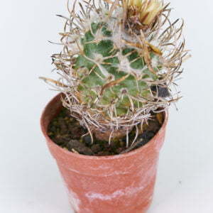 Turbinicarpus schwarzii Charco Blanco km 150 SLP 01