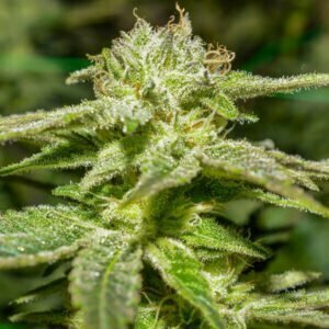 critical sensi star nano nuggs swiss botanic hydrokultur indoor hanfblueten 03